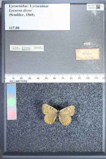 Media type: image;   Entomology 64145